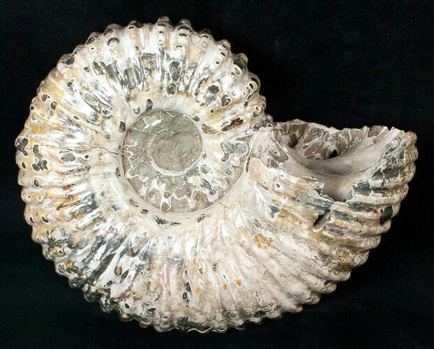 Bumpy Douvilleiceras Ammonite Fossil #16921